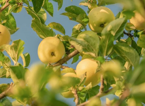 قیمت سیب گالا زرد + خرید باور نکردنی